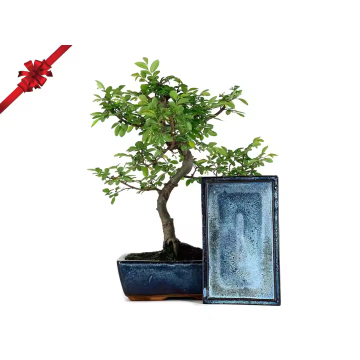 Pack Bonsái Zelkova 10 años + Plato PZ19 Bonsaigranada - 1