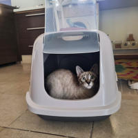 Arenero Gato XL Extra Resistente Aseo Gato, Caja de Arena con Solapa, Gatera - Fornor - details 3