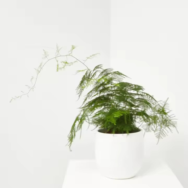Verdecora - Esparraguera - Planta verde natural de interior - Gran resistencia y fácil cuidado - 1