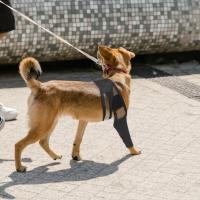 Férula Para La Rodilla De Perro Para Dolor De Articulaciones Y Muscular Soporte Para Pierna Trasera Para Ancianos Perros Discapacitados Y Heridos Material De Poliéster - details 6