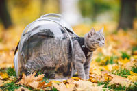 Purlov, Mochila transportadora para gatos y perros pequeños, diseño semiesférico con ventana transparente, transpirable y cómoda, ideal para viajes, senderismo y paseos, con ventilación, bolsillos y correas ajustables, medidas 41x35x24 cm - details 0