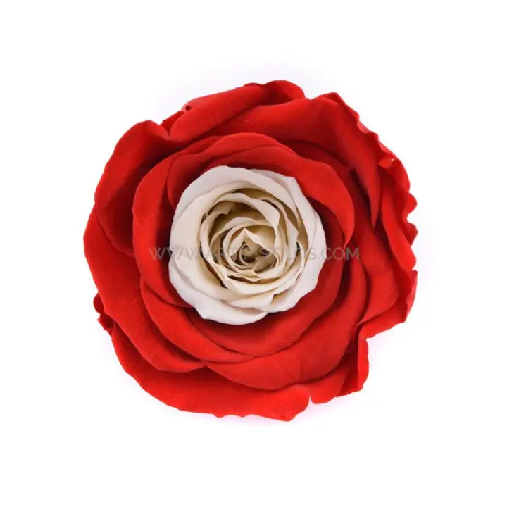 Rosa Estabilizada 6cm Austria/Dinamarca/Polonia - Flores Preservadas - 1