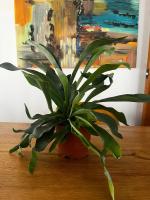 Planta Cuerno de ciervo Planta de helecho 12Cm + Maceta de cerámica platycerium bifurcatum exterior interior jardines colección de plantas plantas exóticas - details 0