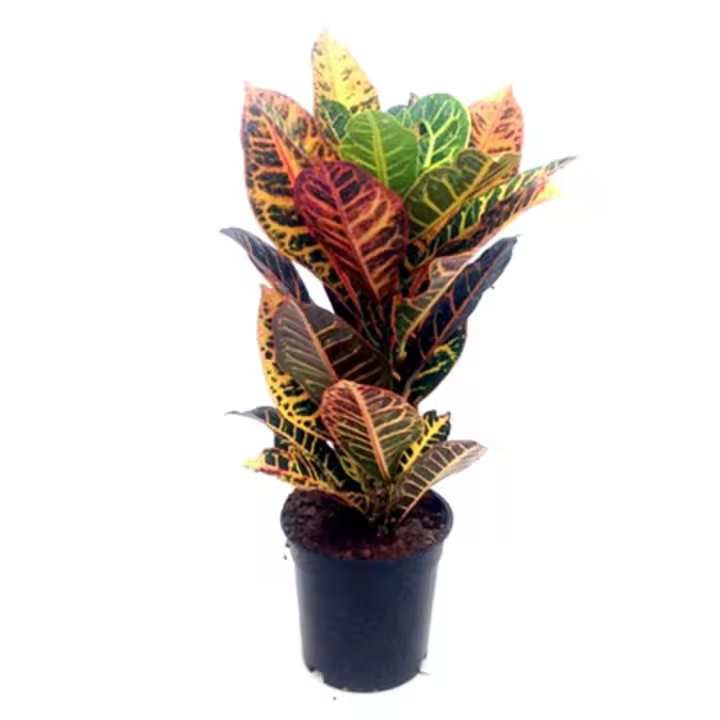 1 Planta natural Croton. Elegir variedad y tamaño. Segura Garden. Añade belleza y purifica el aire en interiores. Sus hojas llamativas y variadas crean un ambiente acogedor y relajante, mejorando la calidad estética y ambiental de tu hogar. - 1