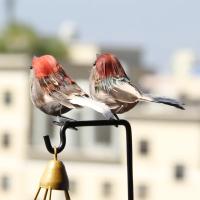 4pcs Simulación De Pájaros De Espuma Realistas Roble Para Jardín Decoración De Jardín Al Aire Libre Ornamentos De Hogar - details 4