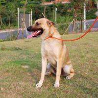 Correa Y Collar De Nylon Duradero Para Perros Medio Y Grande 2 En 1 Ajustable Cómodo Con Anillo De Solución Para Mascotas - details 6