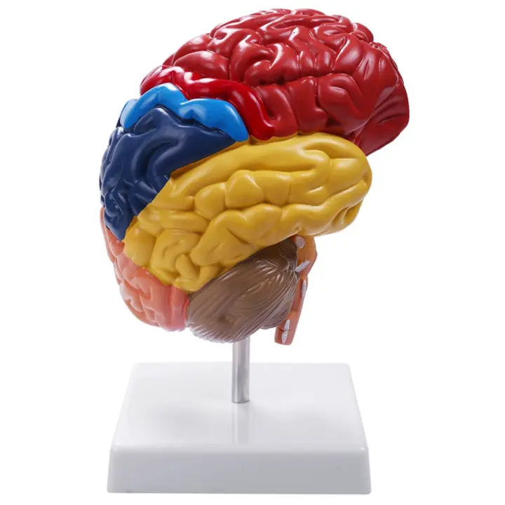 Modelo anatómico de anatomía Cerebral 1:1, suministros de laboratorio de enseñanza de medio cerebro - 1