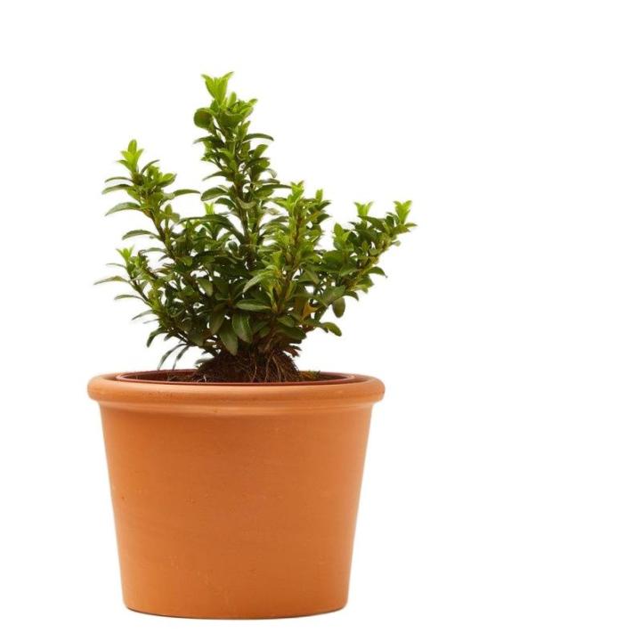 Verdecora EVONIMUS MICROPHYLLUS Planta Exterior Decorativa