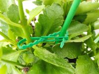 50Pcs Amarras De Plástico Reutilizable Ajustables Para Soporte De Enredaderas De Uva 17*0.8cm Herramienta De Cuidado Del Jardín - details 5