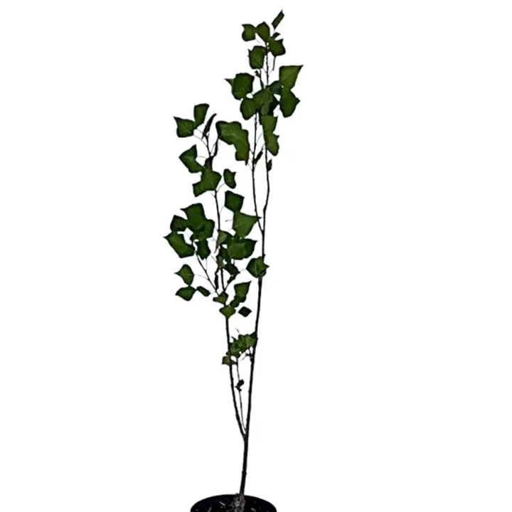 Planta natural arbol Populus Nigra. Alamo Negro. Rápido crecimiento, ofrece buena sombra, resistencia a suelos húmedos y climas fríos, mejora de la biodiversidad, control de erosión y uso ornamental o como barrera contra el viento. Segura Garden. - 1