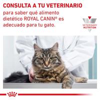 Royal Canin Pienso Anallergenic Para Gatos 4 Kg - details 7