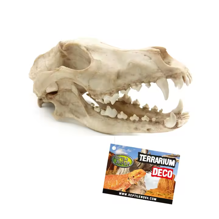Aquanova - Craneo de Perro Artificial para Decorar Acuarios y Terrarios - Resina de Alta Calidad - Tamaño 27x13x13,5cm - 1