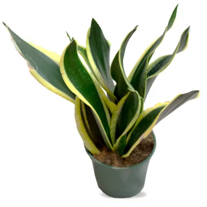 Verdecora Sansevieria | Planta Natural de Interior Purificadora de Aire - 1