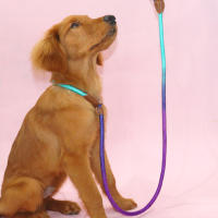 Correa Para Perro Colorida Para Uso Indoor Y Outdoor Material De Nylon Resistente Y Duradero Para Entrenamiento Y Paseos - details 3