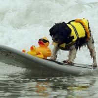 Chaleco De Natación Para Perros De Verano Con Reflejante Ropa De Seguridad Para Mascotas Mediana Y Grande Traje De Natación Para Puppies - details 1