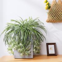 1pc Chlorophytum Artificial Colgante Planta Falsa De Plástico Para Decoración De Jardín Y Pared De Hogar Verde Sintético Para Exterior Y Interior - details 1
