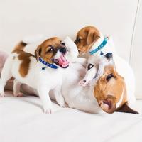 Juego De 12 Collares Para Perros Con Collares Proteccion Y Campanas Ajustables Y Reutilizables Etiquetas Fáciles De Identificar Para Cachorros - details 7
