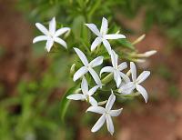 Planta natural Trepadora Jasminum officinalis. Jazmin Común. fragancia dulce y flores blancas decorativas. Atrae polinizadores, es de bajo mantenimiento, se adapta a suelos variados y se usa en aceites esenciales y aromaterapia. Segura Garden - details 0
