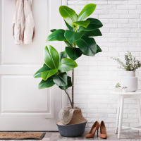 Falsa Hoja De Magnolia Y Ficus 105cm Para Decoración De Jardín Patio Interior Oficina Hoja De Figura Artificial De 41.3 Pulgadas - details 5