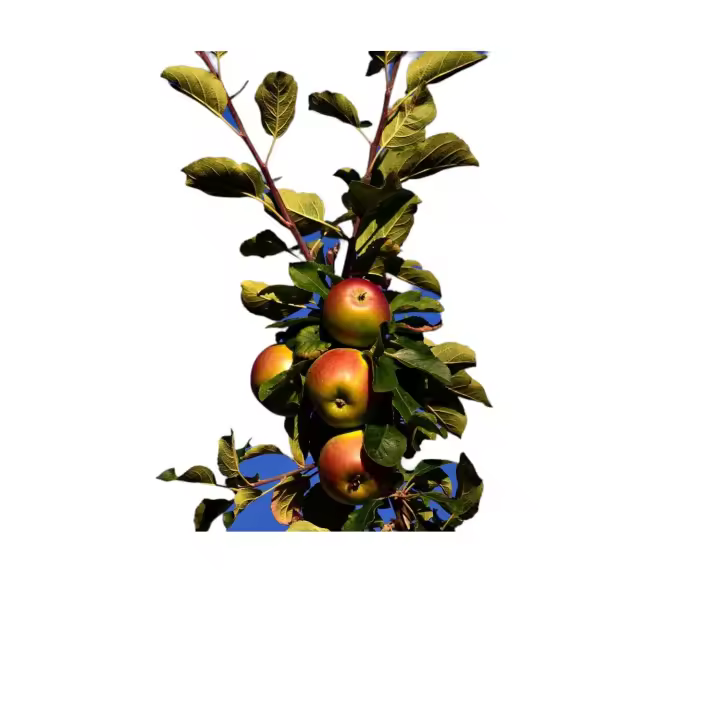 Planta natural Frutal enano en maceta. Manzano, melocoton, peral, cerezo, albaricoque y nectarino. Segura Garden. Plantar frutal enano: cosecha compacta, ideal para espacios pequeños, ¡sabor en cada rincón! - 1