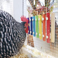 Xilofón De Madera Para Pájaros Accesorio Colgante Para Jaula De Periquito Pato Pollo Con 8 Teclas Instrumento Musical Para Canarios Macacos Hens - details 4