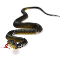Juguete Realista De 45cm En Color Verde Anaconda De Goma Para Eludir Pájaros Accesorios De Piñata Para Halloween - details 2