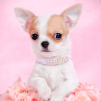 Collar De Cuero Para Perros Pequeños Con Diamantes Ajustable Y Padded Collar De Gato Para Chihuahua Y Otros Pequeños Mascotas - details 12