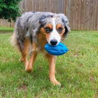 Juguetes Para Perros Masticadores Agresivos De Goma Squeaky Bola De Masticar Para Dientes Duraderos Y Limpieza Adecuado Para Razas Medianas Y Grandes - details 5