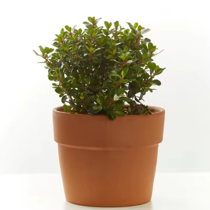 Verdecora - Escalonía Natural de Exterior para Setos y Macizos - 1