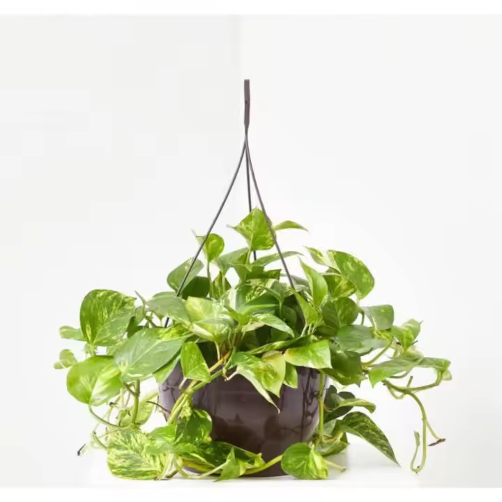 POTHUS PLANTA COLGANTE DE INTERIOR / PLANTA DE HOGAR / POTUS / POTHOS / PLANTAS COLGANTES / PLANTAS TREPADORAS - 1