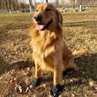 Zapatos para Perros protectores de Patas, 4 unidades, transables para Perros with Suela antideslizante, cierre de Velcro reflectante ajustable, BOTAS para Perros medianos y grandes (Negro, XL) - details 2