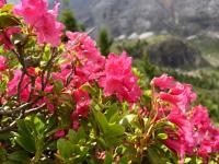 Planta natural Rododendro. Segura Garden. El Rhododendro en el hogar brinda belleza con sus vibrantes flores, mejora la calidad del aire y crea un ambiente natural y relajante. - details 0