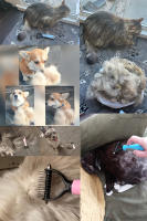 Cepillo Para Peluquería De Mascotas Cepillo Para Perros Y Gatos Herramienta De Aseo Para Perra Cepillo Para Alientar El Pelaje Del Perro Y El Gato - details 10