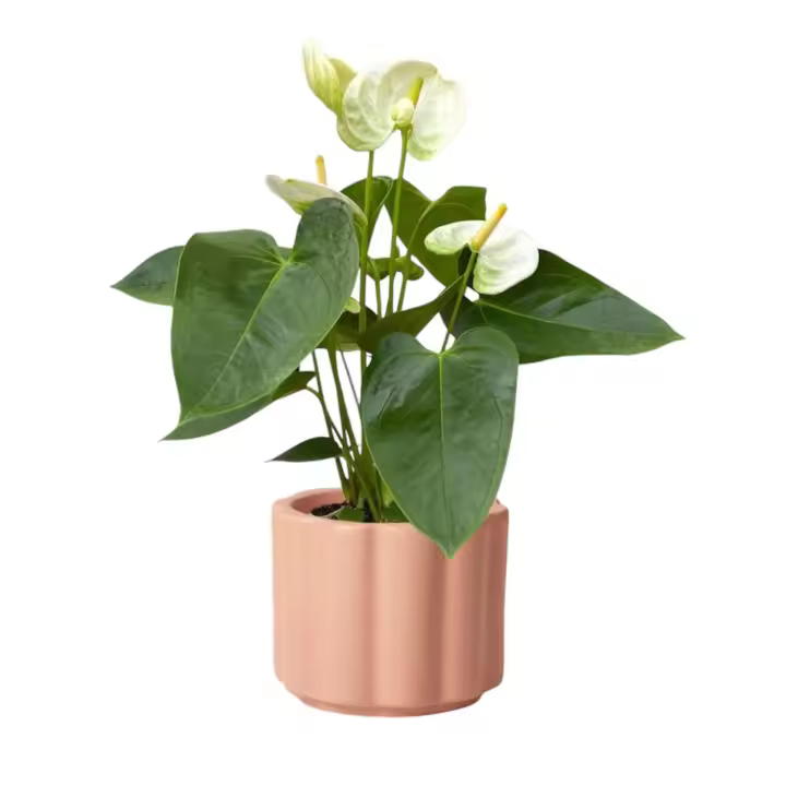 Planta Natural de Interior- Anthurium Blanco- Anturio Blanco - Flor De Flamenco- Flor Blanca- regalo de plantas - Plantas Naturales jardin - Plantas Anthurium decorativo de interior para regalo - obsequio - - 1