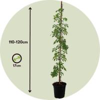 Trompeta Vine-Campsis taglibuana 'Mme Galen'-Altura 110-120cm-de 17cm - details 4