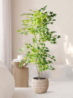 Árbol De Maple Artificial 70-140cm Hojas De Cola De Pollo De Seda Planta Japonesa Falsa Para Decoración De Jardín Y Habitaciones - details 8