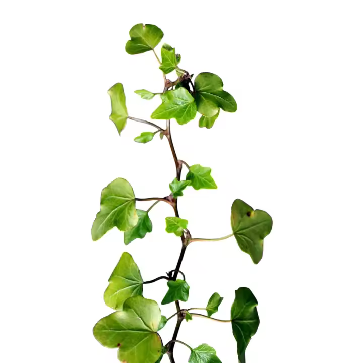 Planta natural Trepadora Hedera Helix. Hiedra Común. Rápido crecimiento y bajo mantenimiento. Purifica el aire, controla la erosión, tolera sombra y mejora la estética en paredes y jardines. Segura Garden - 1