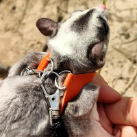 Correa Para Pequeños Mascotas 4Pcs Cuerda Antideslizante Para Hamster Ardilla Anti Mordedura Resistente Al Viento Correa Especial Antipérdida Para Sugar Glider - details 2