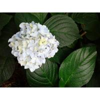 Planta natural Hortensia. Hydrangea. Elegir color de flor.  Segura Garden. La hydrangea brinda belleza floral, adaptabilidad a diversos climas y colores vibrantes. Mejora la estética del jardín con bajo mantenimiento. - details 2