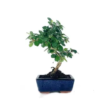 bonsai ginseng ingrijire Ginseng Ficus Bonsai  Time in Pot