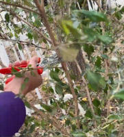 Tijeras De Poda Para Jardín Powerful Grape Especial Para Ramas Gruesas Y Árboles Frutales Podadoras De Acero Inoxidable Manija Plástica Herramienta De Poda De Bonsái - details 5