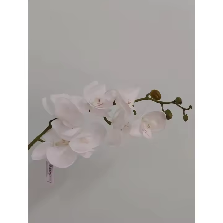 Phalaenopsis Natural Touch 87cm crema - 1