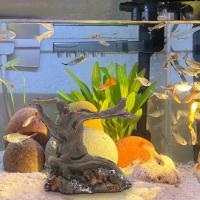 Árbol De Driftwood Para Acuario De Reptiles Y Peces Decoración De Cueva Escondite Para Mascotas Acuáticas Para Reproducirse Y Descansar - details 3