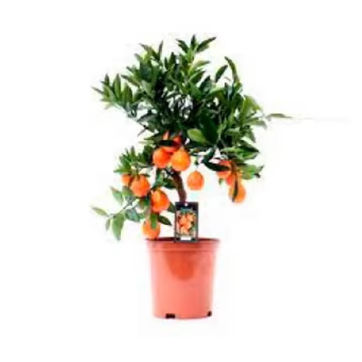 Planta de Frutal Naranjo Enano Kumquat. Frutos cascara comestible. Segura Garden. Kumquat en el jardín aporta belleza con sus frutos decorativos, requiere poco mantenimiento, y ofrece frutas comestibles ricas en vitamina C. - 1