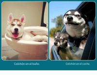 YOMMY Empapadores perro, gatos, animales, desechables, protección las 24 horas, todo tipo de tamaño, hasta siete vasos - details 7