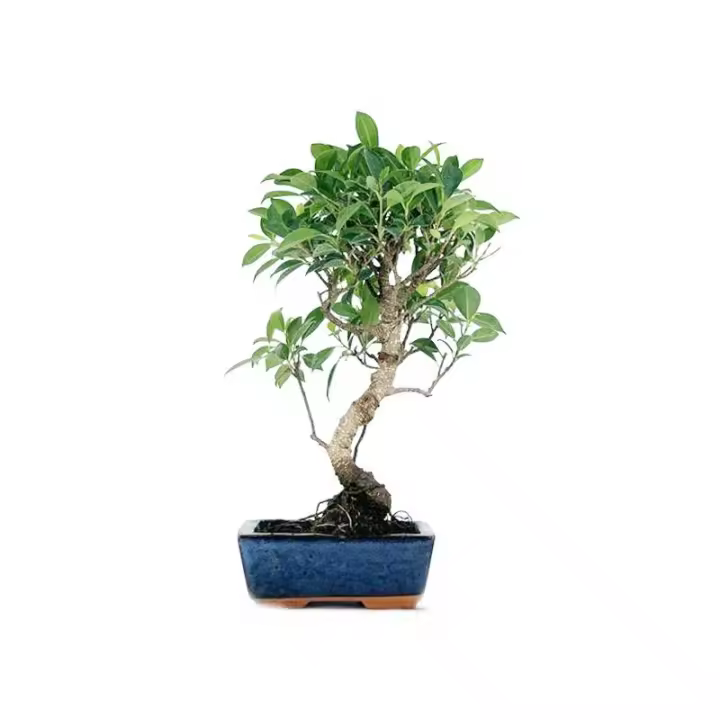 Bonsai Ficus Retusa Tiger Bark - 6 años - Foto genérica BonsaiGranada - 1