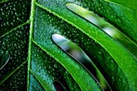 Planta natural Monstera Deliciosa. Costilla de Adan.  Segura Garden. La Monstera deliciosa es elegante, purifica el aire, requiere poco cuidado y añade un toque exótico al jardín, mejorando su estética natural. - details 0