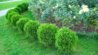 Abono Fertilizante Granulado para Setos y Coníferas (Todo tipo de Pinos, Cedros...) ECOLÓGICO 2KG | Verde intenso y anti-amarronamiento | Abono MUY EFECTIVO Sin Olor de Formulación Exclusiva para Setos y Coníferas en Jardín | Nexum+Market - details 1
