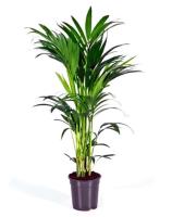 Planta natural Elegante Palmera Kentia.  Segura Garden. Las palmeras Kentia son espectaculares y mejoran la calidad del aire, creando un ambiente fresco y relajante en el hogar. - details 0