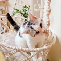 Nueva Hamaca Para Mascotas Gato Silla Colgante Tejida a Mano Con Alambre De Algodón Cesta Colgante Para Gatos Y Gatitos Juguete Colgante Para Interiores Suministros Para Mascotas - details 7